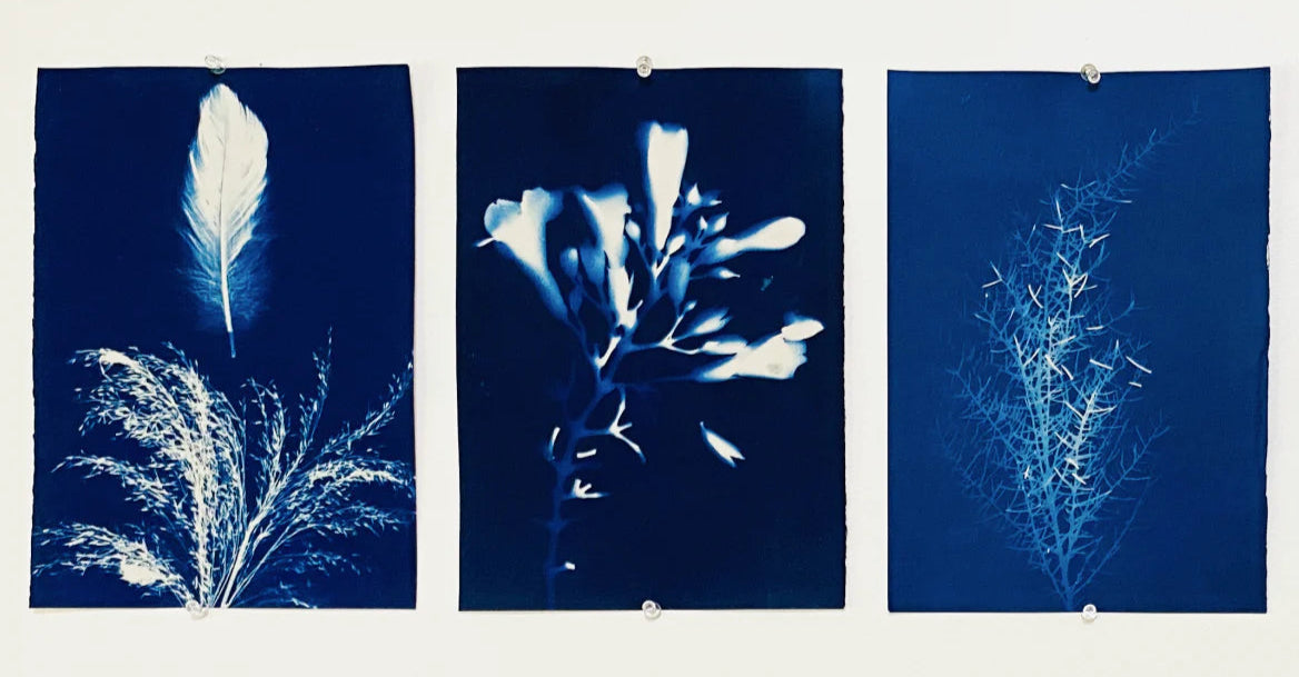 Series of three cyanotype prints featuring feathers, leaves and other natural elements by artist Devi Javas