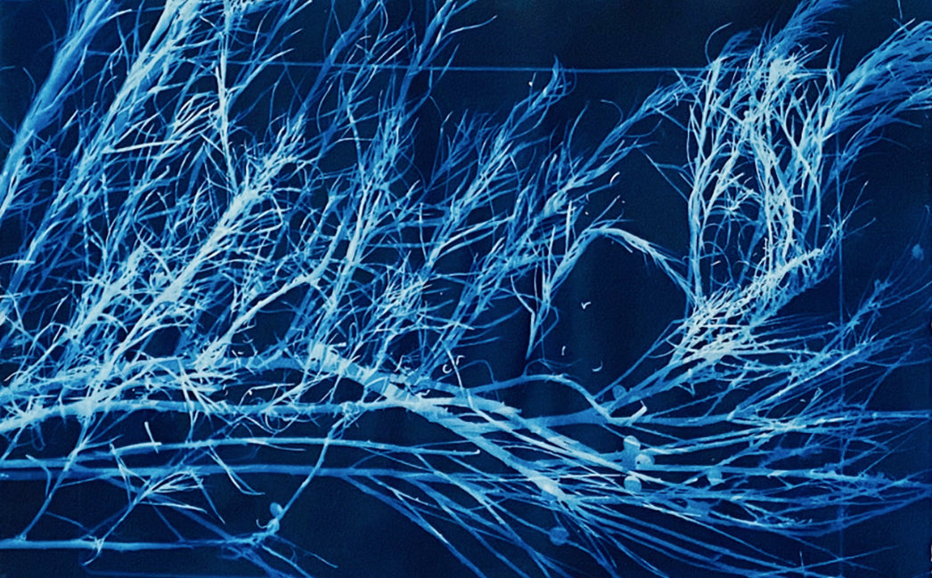 Detail of a cyanotype of natural grasses